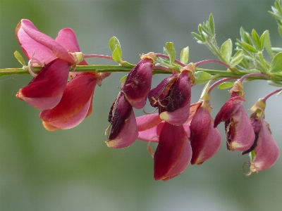 Blossom plant flower petal Photo