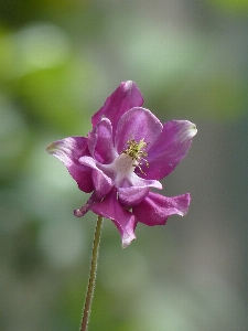 Nature blossom plant photography Photo