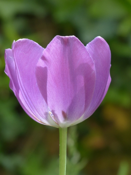 Florecer planta flor púrpura