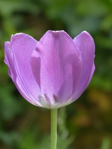 Blossom plant flower purple Photo