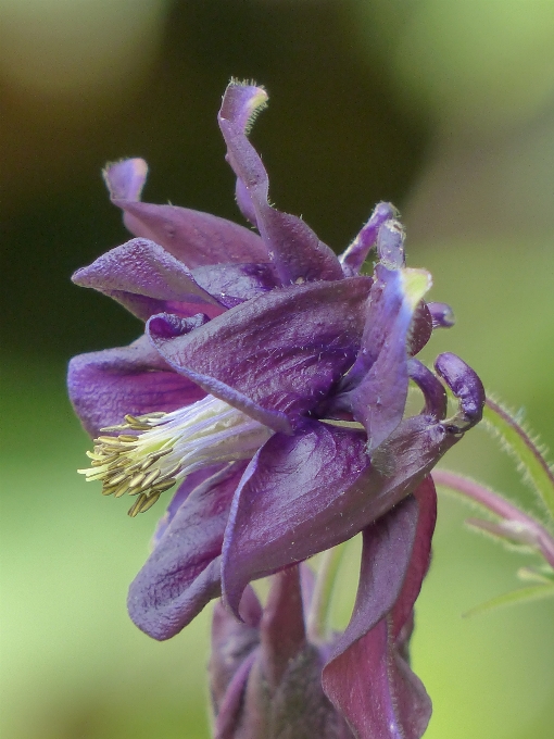 Blossom plant photography flower