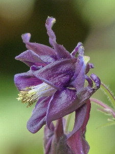 花 植物 写真撮影 紫 写真