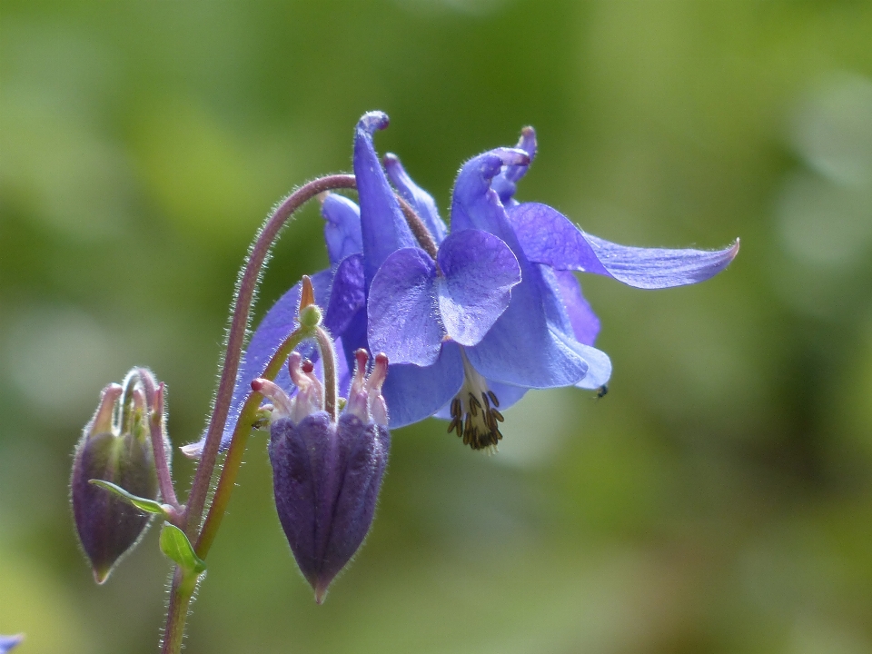 Nature fleurir usine fleur