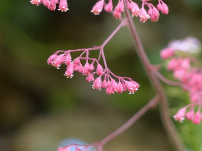 Blossom plant leaf flower Photo