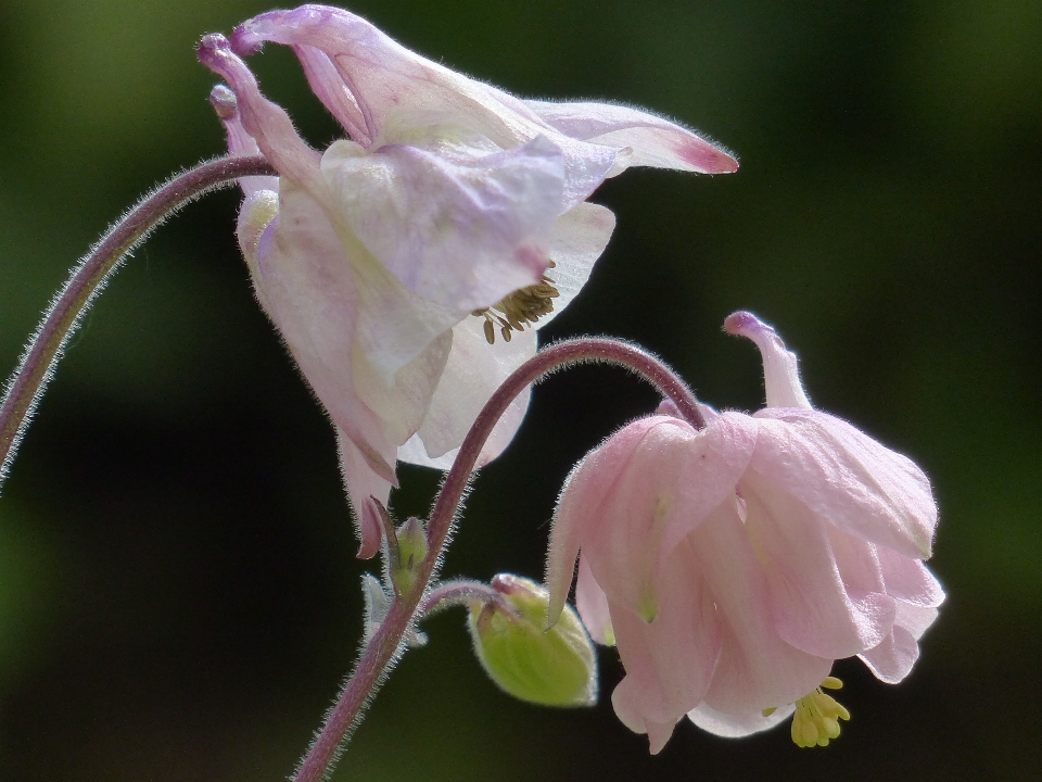 Florecer planta flor pétalo