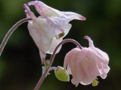 Blossom plant flower petal Photo