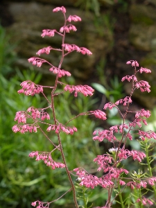 Blossom plant leaf flower Photo