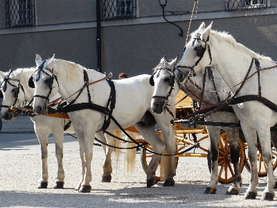 Vehicle horse tourism austria Photo