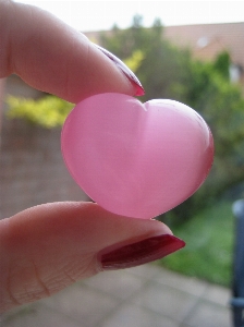 Hand plant flower petal Photo