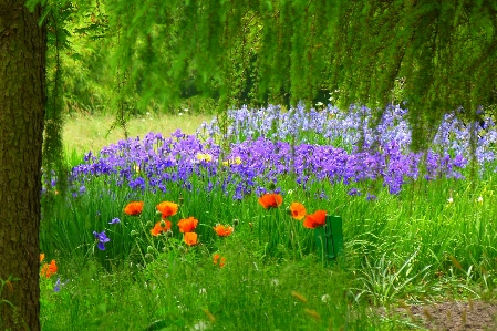 Grass plant field lawn Photo