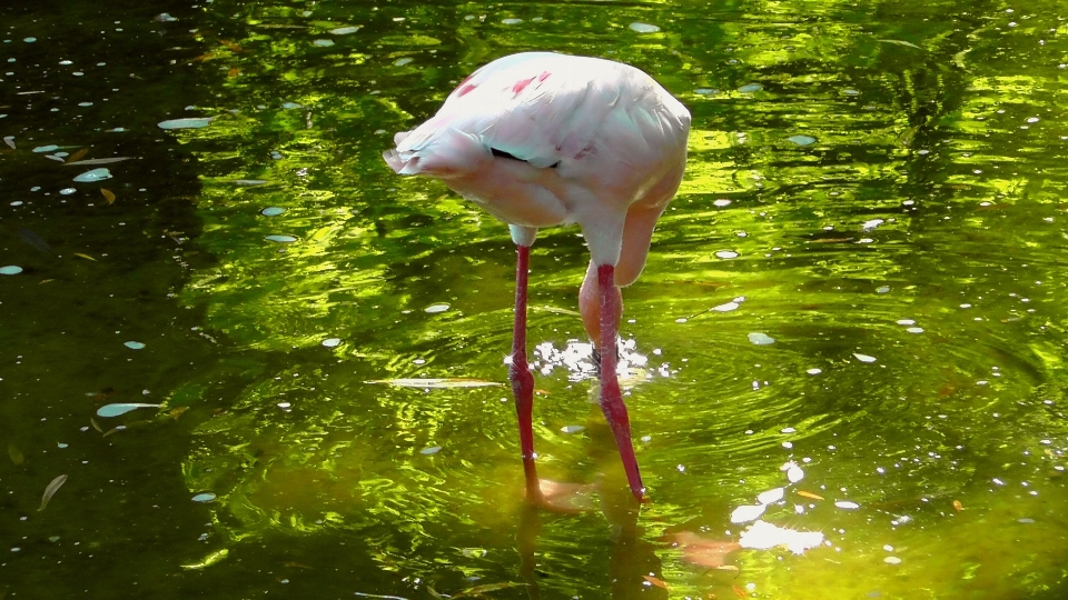 Nature oiseau animal faune