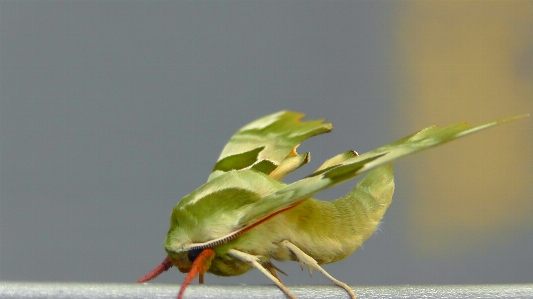 Nature wing leaf flower Photo