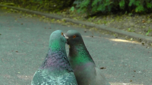 Foto Alam burung manis suasana