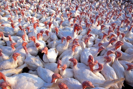 Vogel bauernhof ländlich geflügel
 Foto