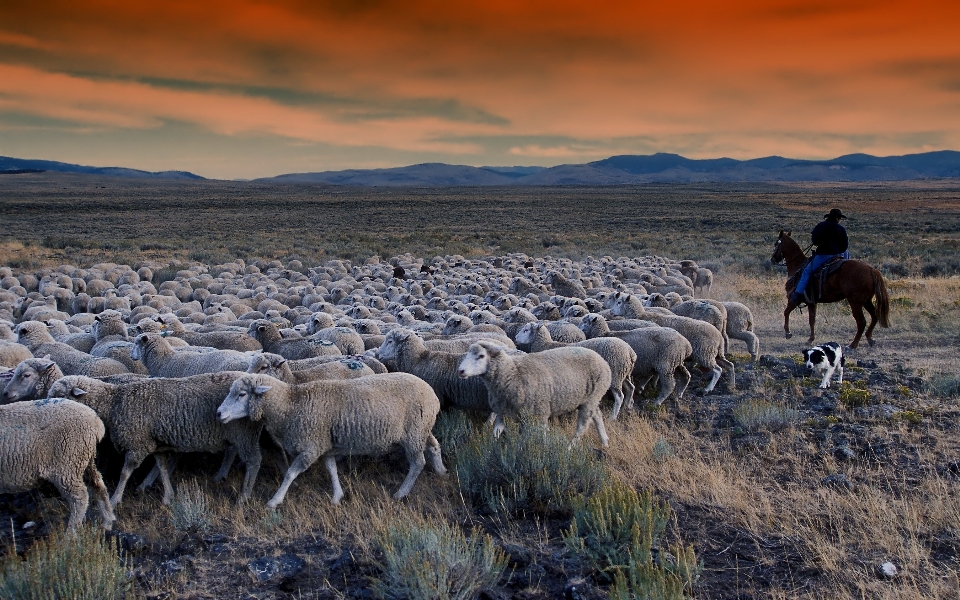 Hombre paisaje naturaleza desierto
