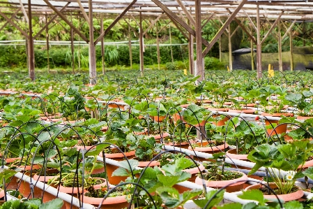 農場 花 ポット 生産 写真