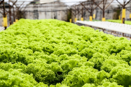 Field farm leaf food Photo