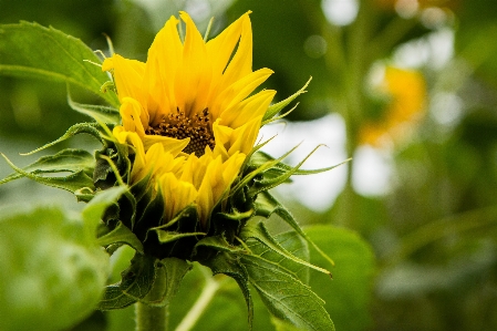 Doğa çiçek bitki güneş Fotoğraf