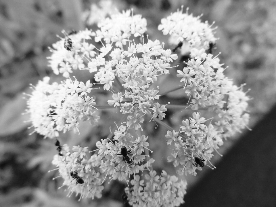 ブランチ 花 黒と白
 植物