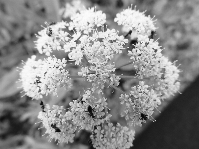 Photo Bifurquer fleurir noir et blanc
 usine