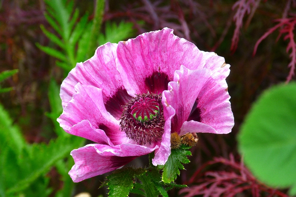 Fleurir usine fleur pétale