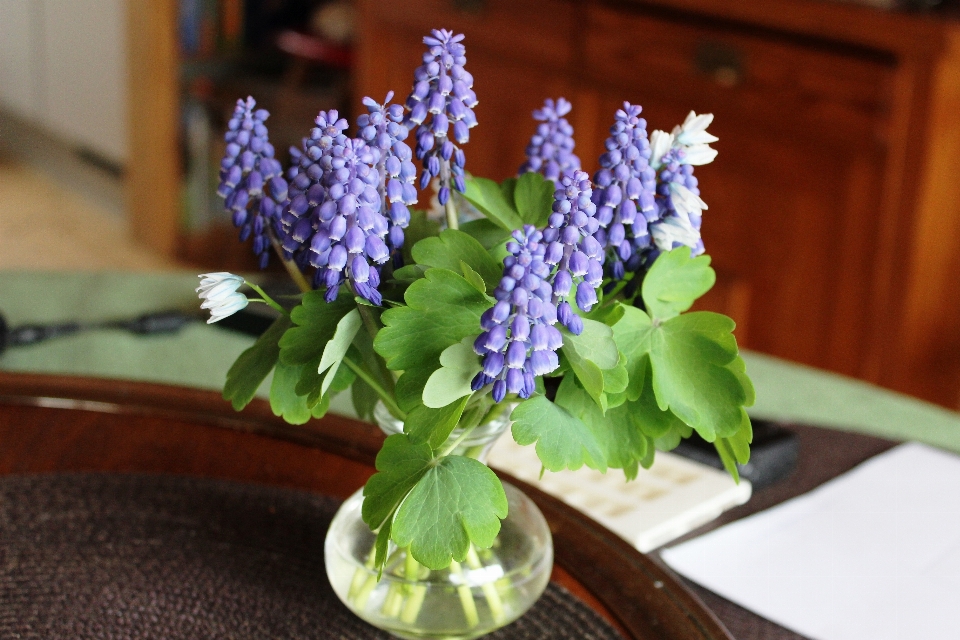 Blüte anlage blume blühen