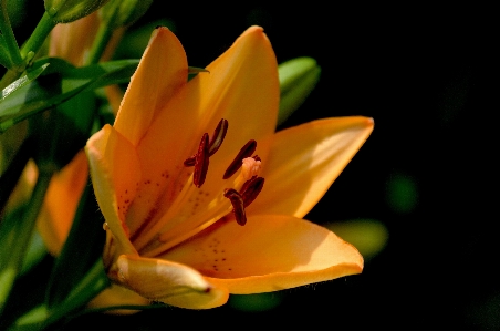 Nature blossom plant leaf Photo