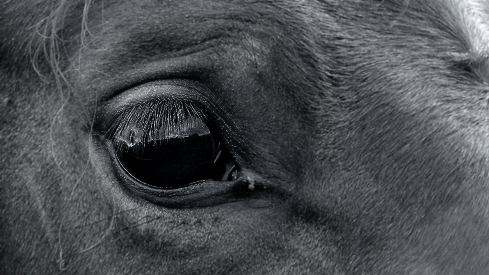 Black and white photography animal horse