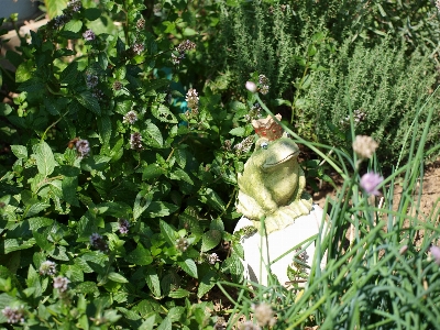 草 植物 芝生 草原
 写真