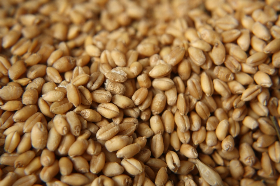 Plant barley wheat grain