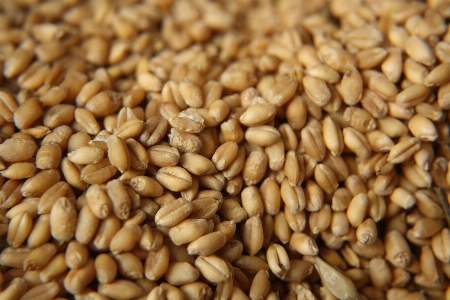 Plant barley wheat grain Photo