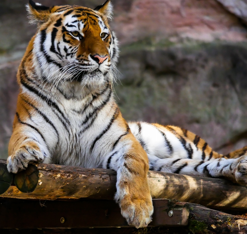 Animal animais selvagens jardim zoológico gato