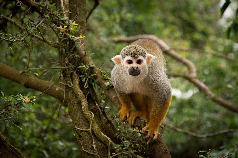 Natura foresta ramo animale