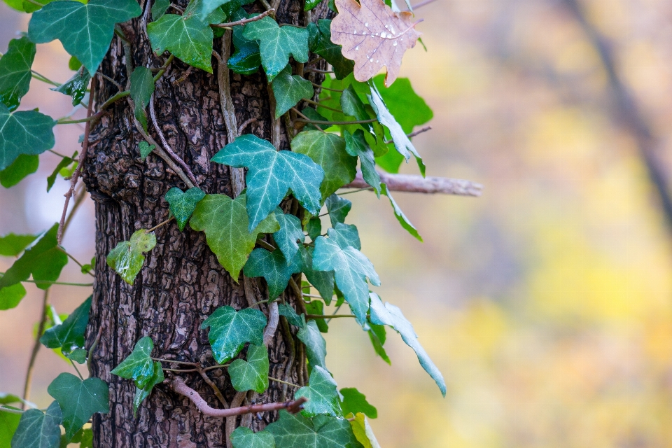 árbol naturaleza rama planta