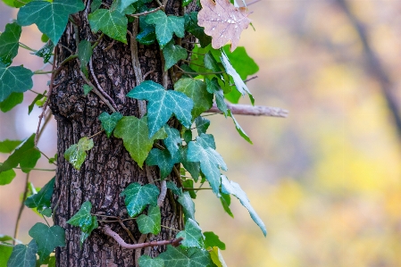 Foto árvore natureza filial plantar