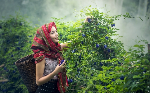 Tree nature forest outdoor Photo