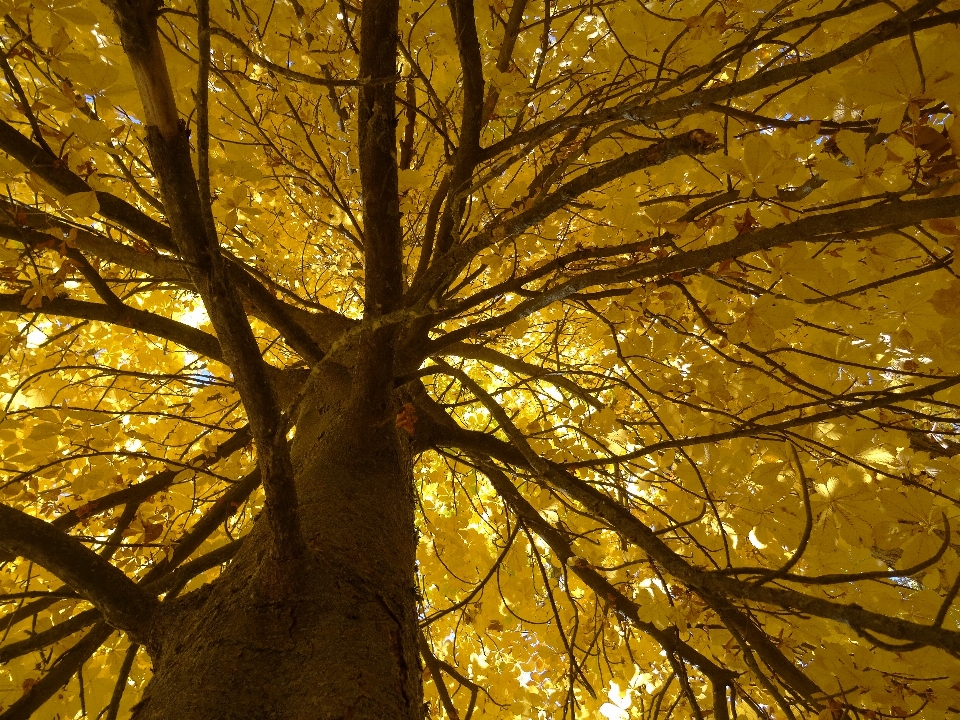 Arbre forêt bifurquer usine