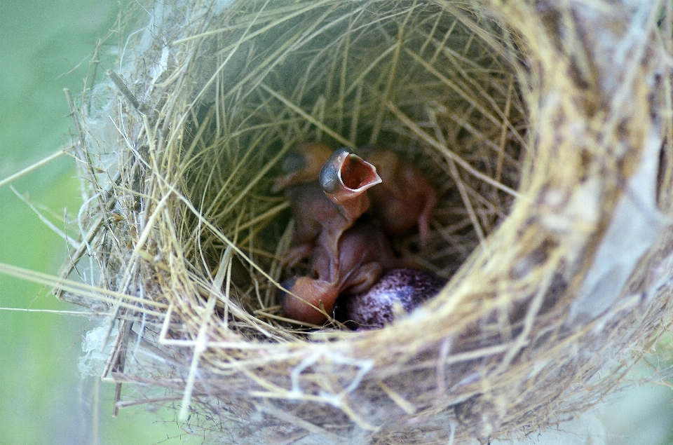 自然 ブランチ 鳥 野生動物