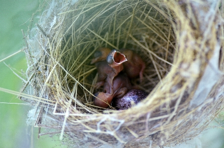 Nature branch bird wildlife Photo