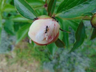 Tree nature outdoor blossom Photo