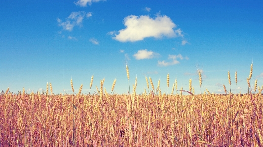 Grass horizon plant sky Photo