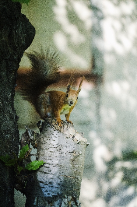 Tree nature forest branch