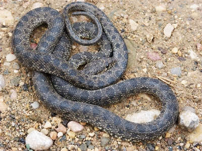 Photo Reptile fauna serpent à sonnette
