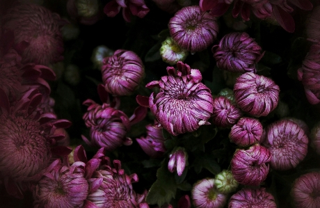 植物 花 紫 花弁 写真