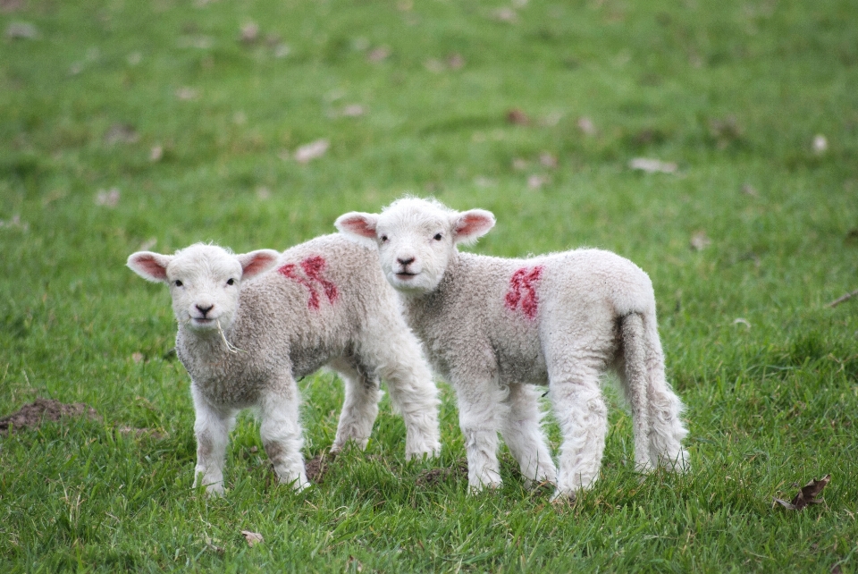 Erba azienda agricola prato
 animale