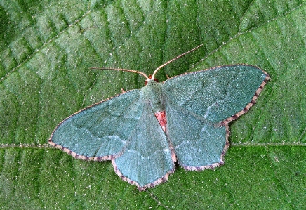 Nature wing leaf wildlife Photo