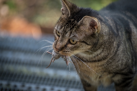 Mouse animal cat mammal Photo