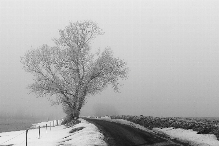 Landscape tree branch snow Photo