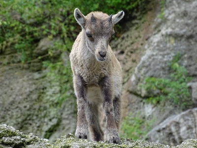 Photo Doux faune petit mammifère