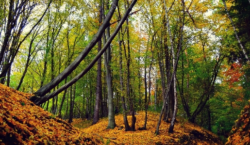 Landscape tree nature forest Photo